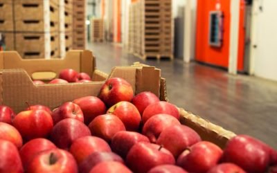 Cajas Agrícolas: Descubre por que las Cajas de Cartón superan a las de plástico.