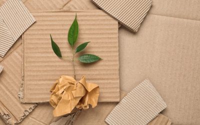 Cajas de cartón sostenibles: Más que una etiqueta de marketing.