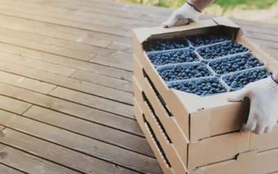 Cajas de Cartón para Arándanos: El Aliado Perfecto para Conservar su Frescura
