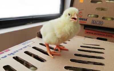 Cajas de Cartón para Pollo Bebé: Transporte Seguro y Rentable en la Avicultura